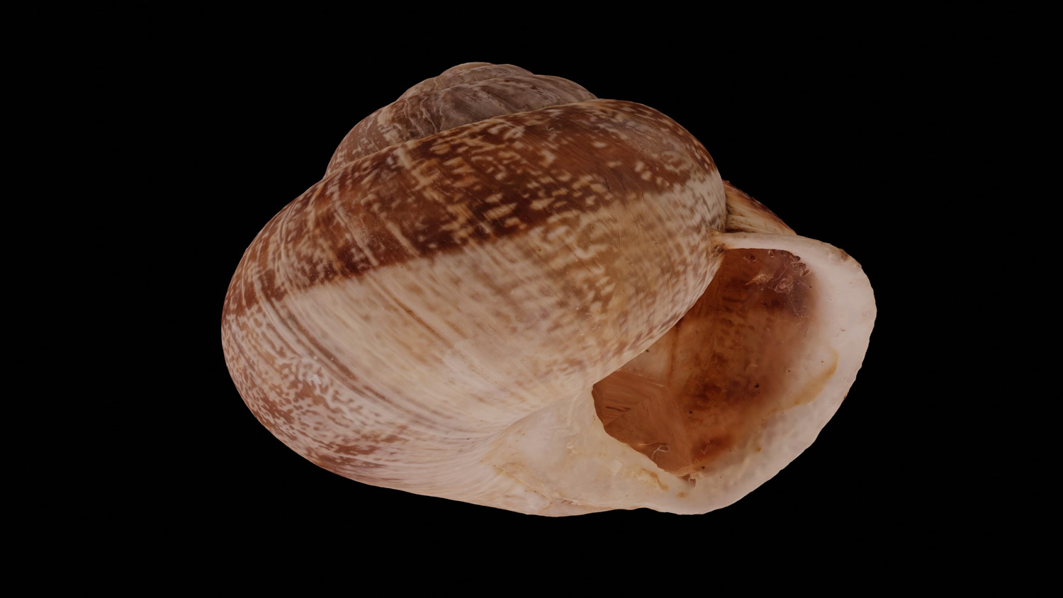 Eobania vericulata